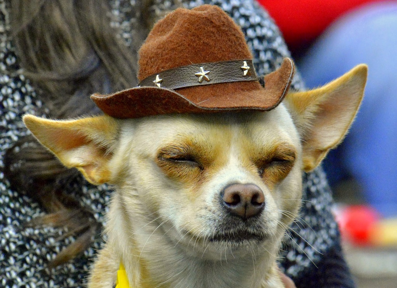 dog with a cowboy hat